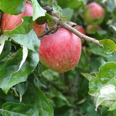 La Boursaie Cider Farm Cottages Hébergement de vacances
